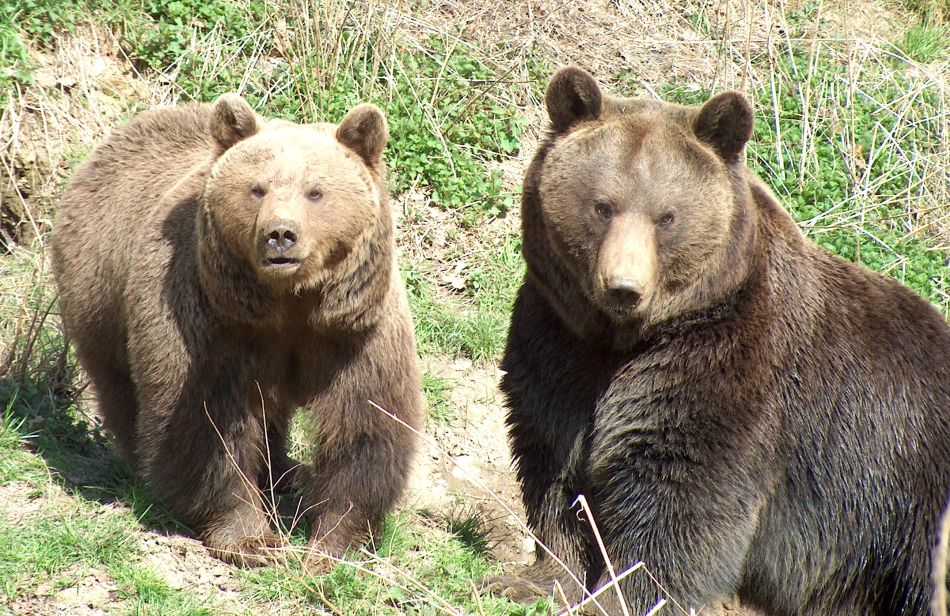Die Braunbären Sally und Purzel © Wild- und Freizeitpark Westerwald