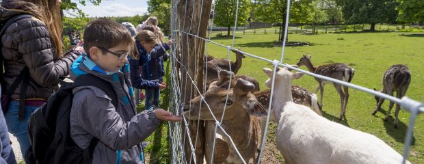 Tierische Erlebnisse auf Klassenfahrt.Kinder füttern Rehe im Tierpark