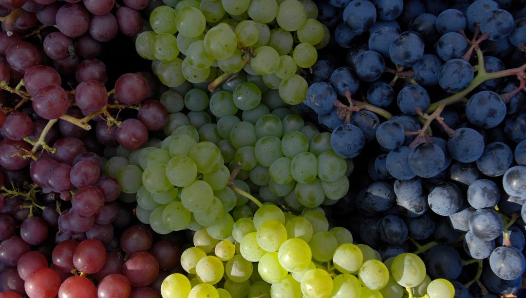 Unterschiedliche Rebsorten sorgen für ein vielfältiges Weinangebot.