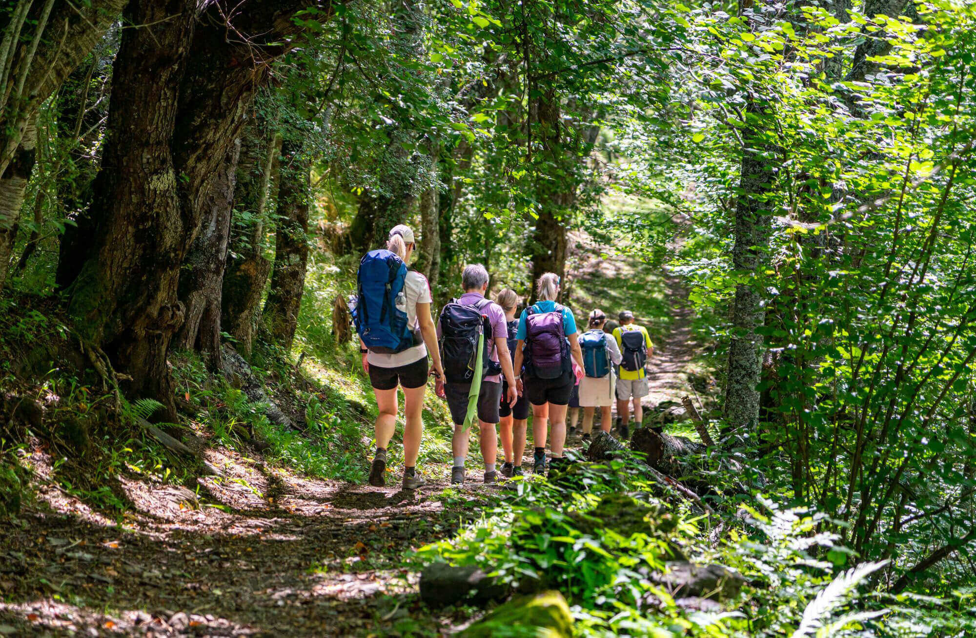 Eine Gruppe wandert im sommerlichen Wald