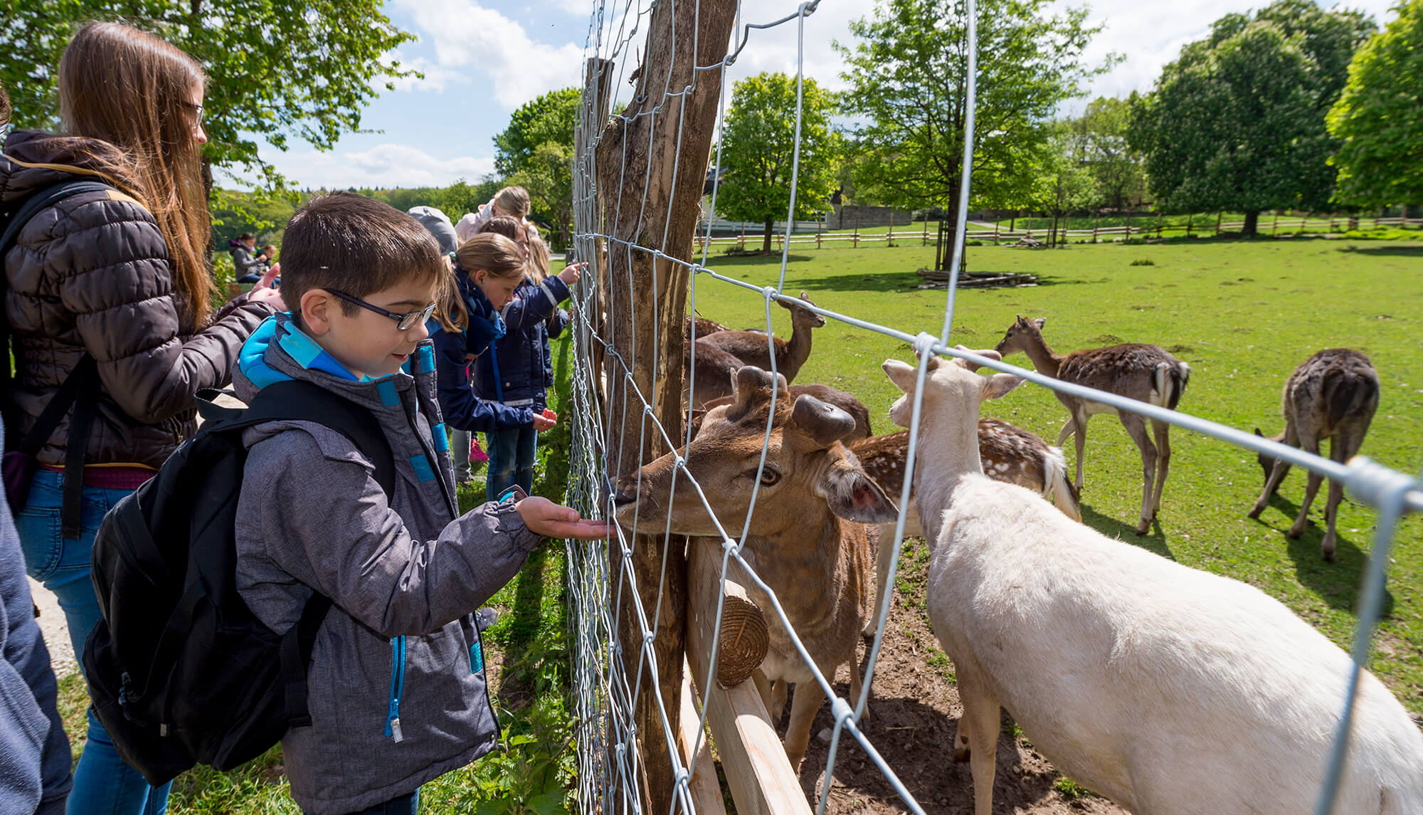Schüler füttern Rehe beim Tagesprogramm auf Klassenfahrt.